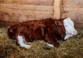 10 Easy Calf Shelter Ideas for Farms