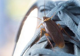 How to Find Roach Nest in a Home